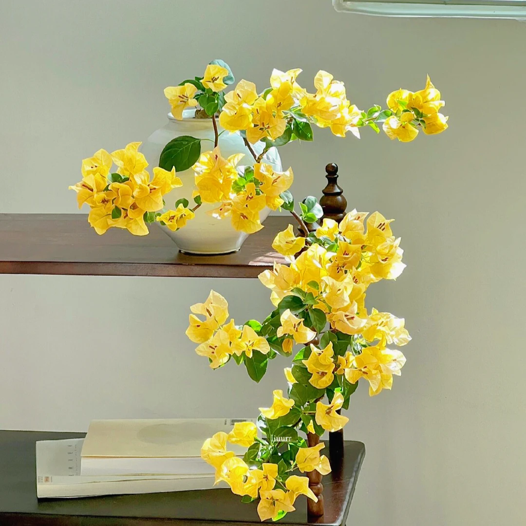 【一颗柠檬黄不带花】三角梅四季开花勤花庭院爬藤好养   桥头基地。