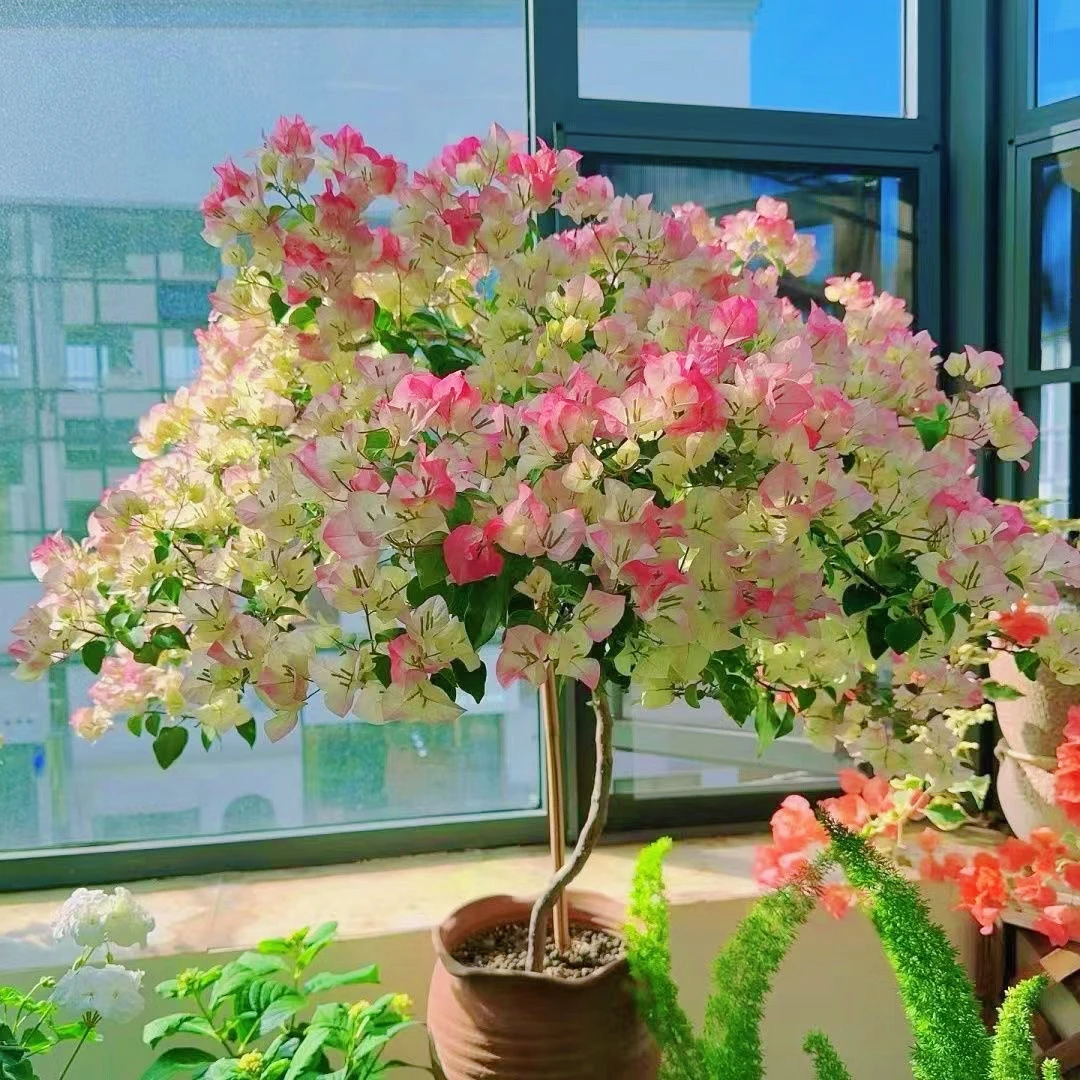 【一颗绿樱8.8米】三角梅四季开花勤花庭院爬藤好养      桥头基地。