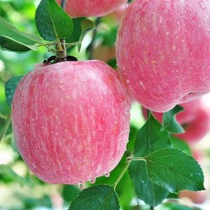 富士苹果套袋前（第二遍）防治套餐叶面肥