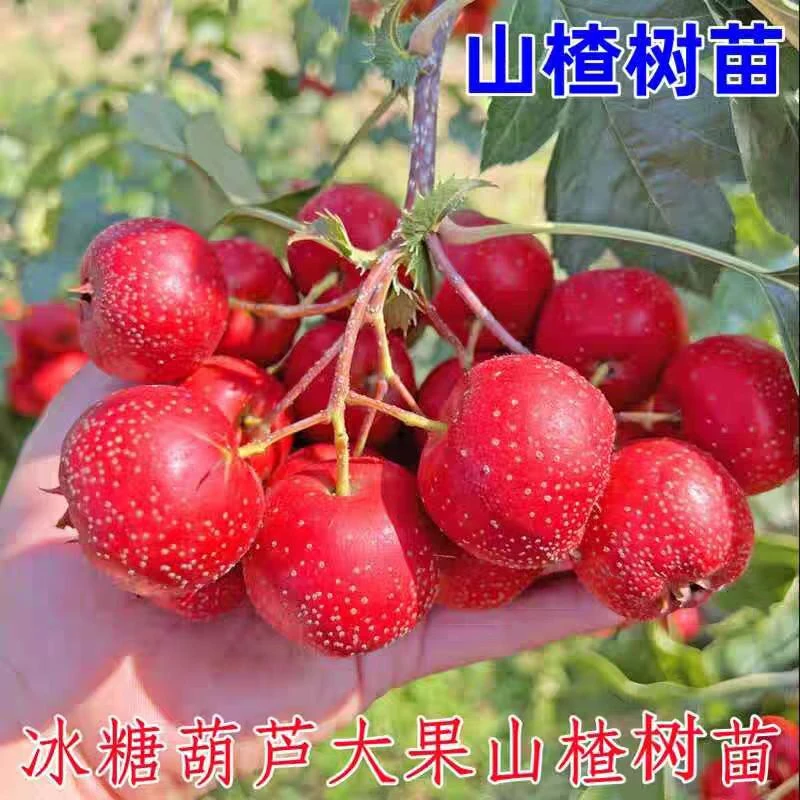 山楂树苗大五棱无籽山楂当年结果纯甜盆栽地庭院南北方种植耐寒