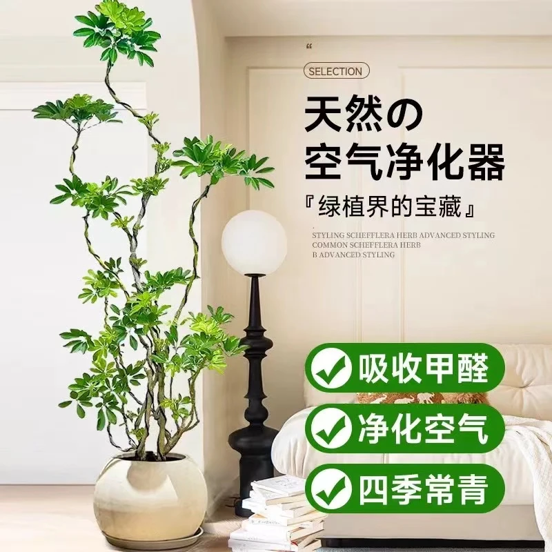 鸭脚木高档观叶绿植