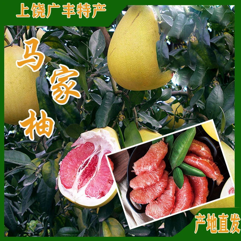 江西特产广丰马家柚当季新鲜水果现摘先发香甜多汁送礼原生态
