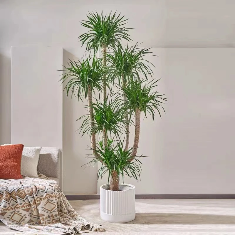 【老桩小六头造型款】艳子 老桩多头六头龙血树