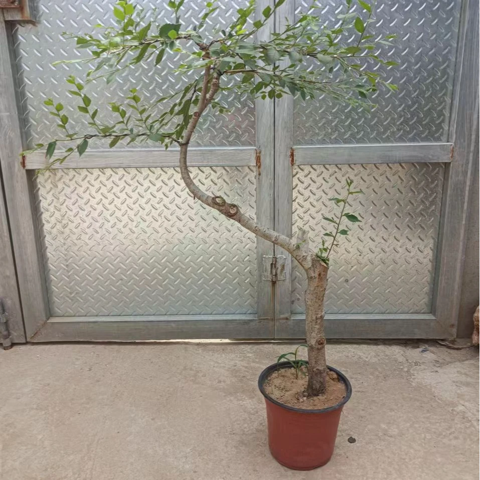 黄荆盆景，图片仅供参考