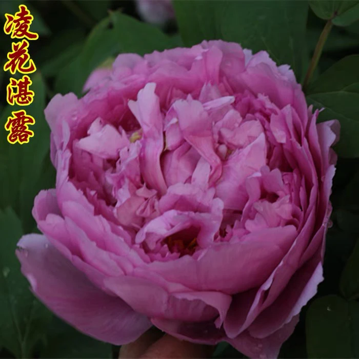 【凌花湛露】蓝色系牡丹花裸根发苗菏泽基地直发适盆栽地栽重瓣花