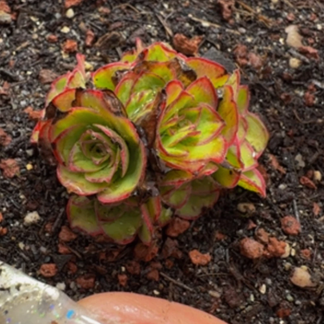 【闪购商品】帕美挚爱余生11