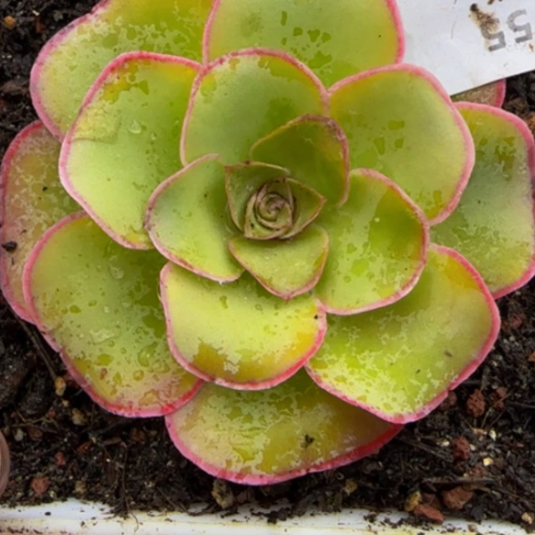 【闪购商品】55未命名