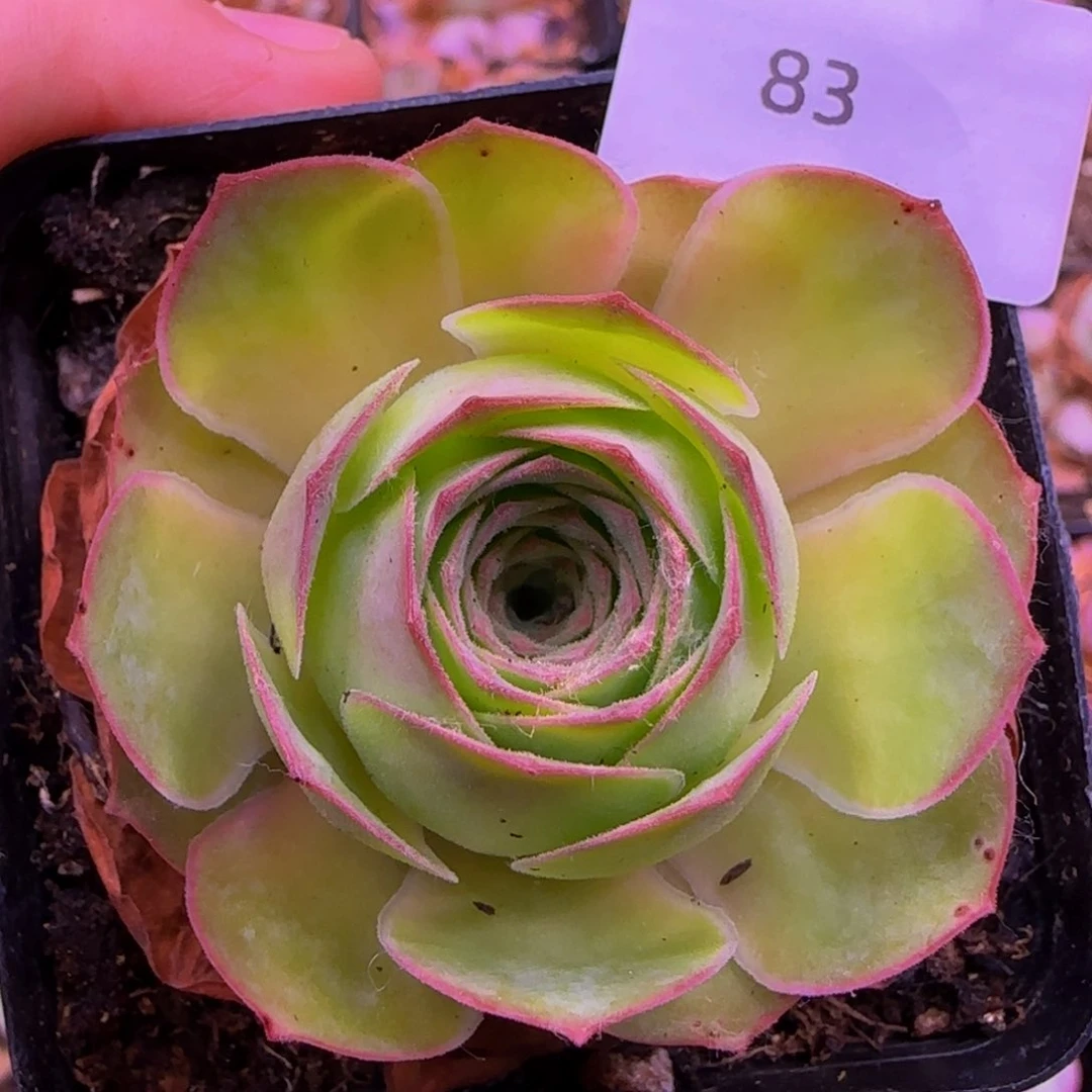 83发光5585685655555555555