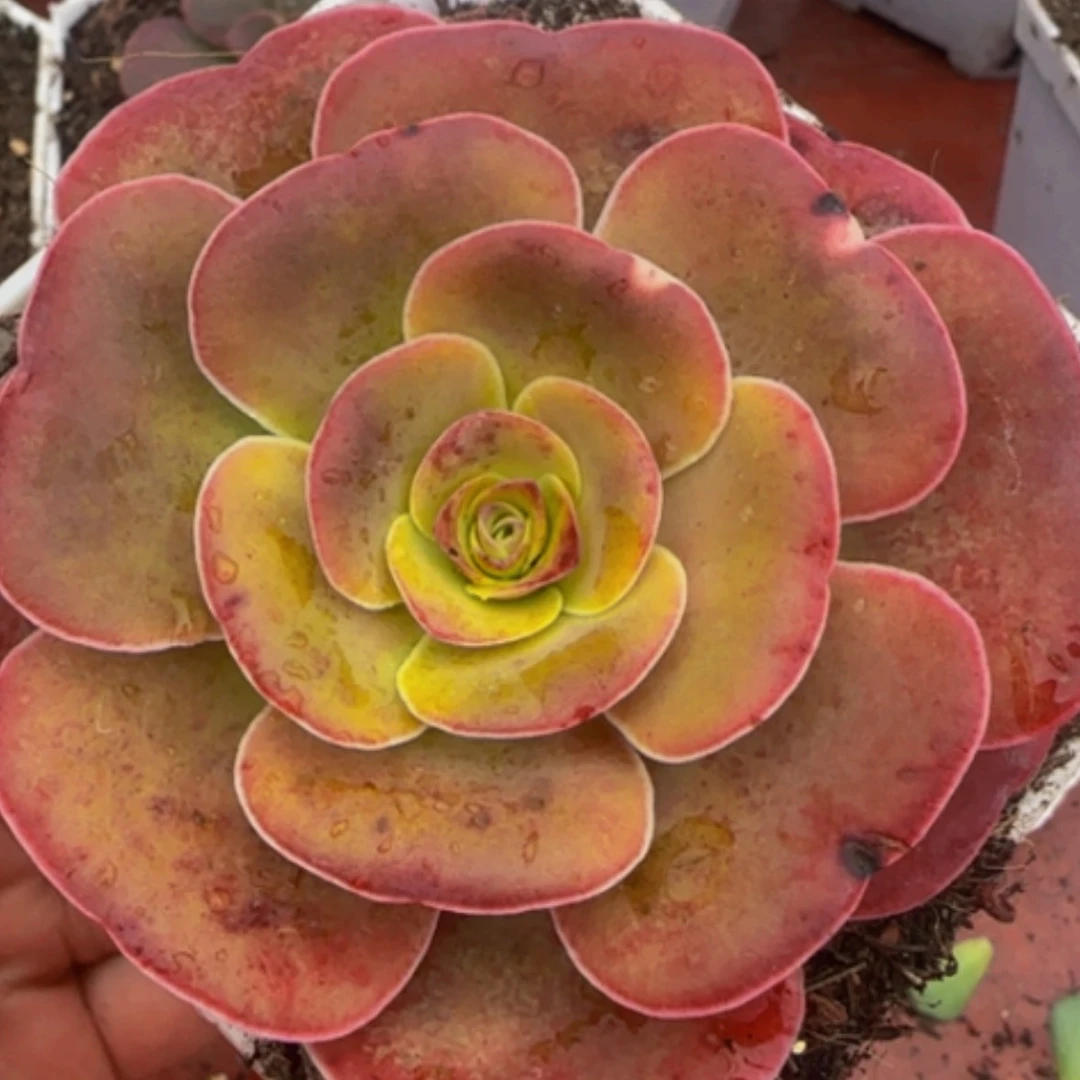 【闪购商品】47帕拉美娜me