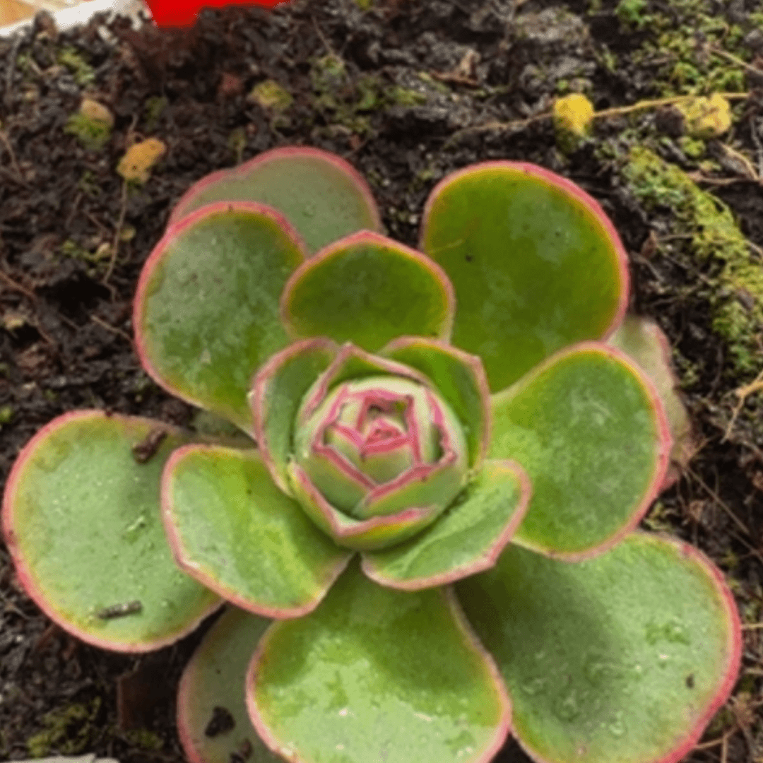 【闪购商品】芳华16