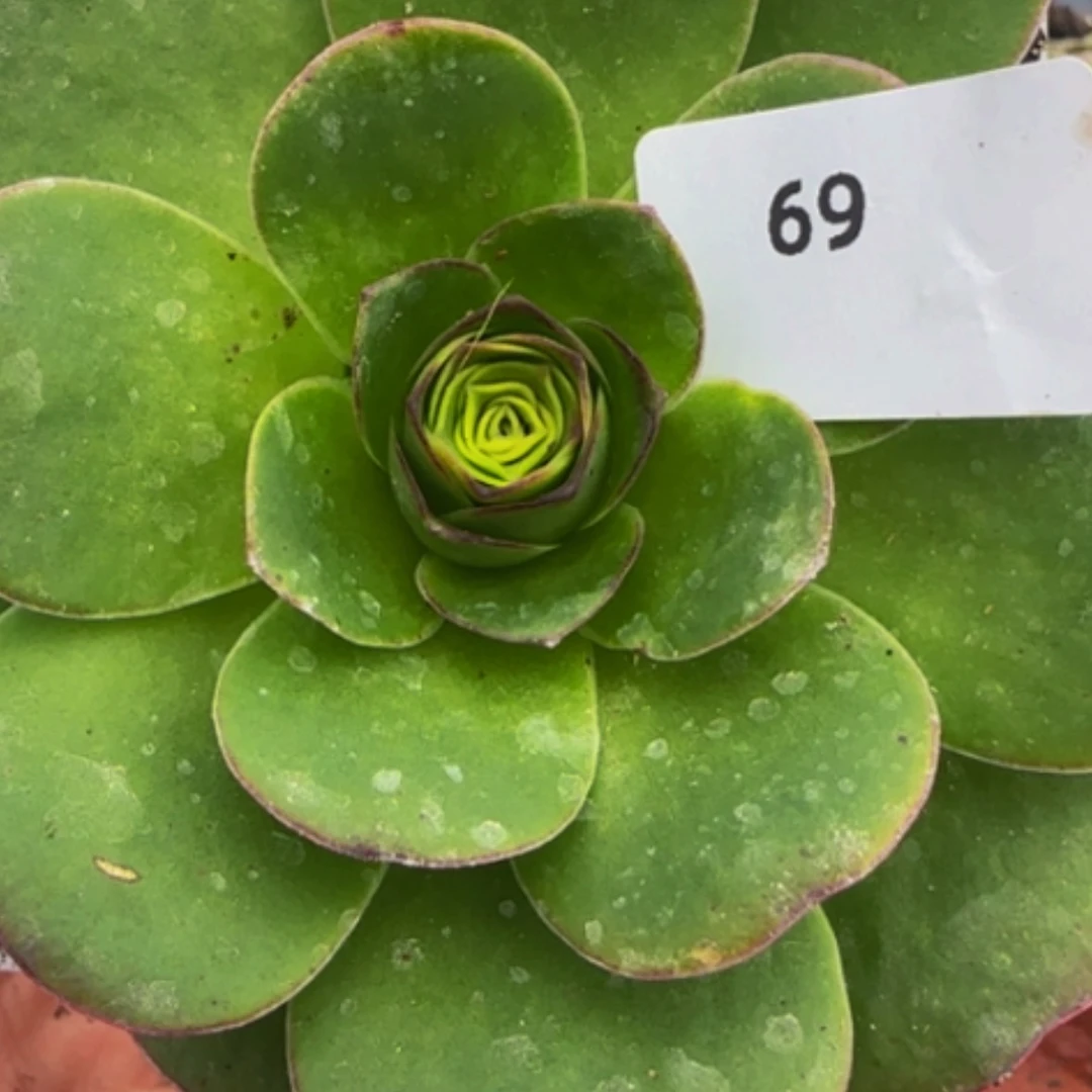 【闪购商品】69丹凤