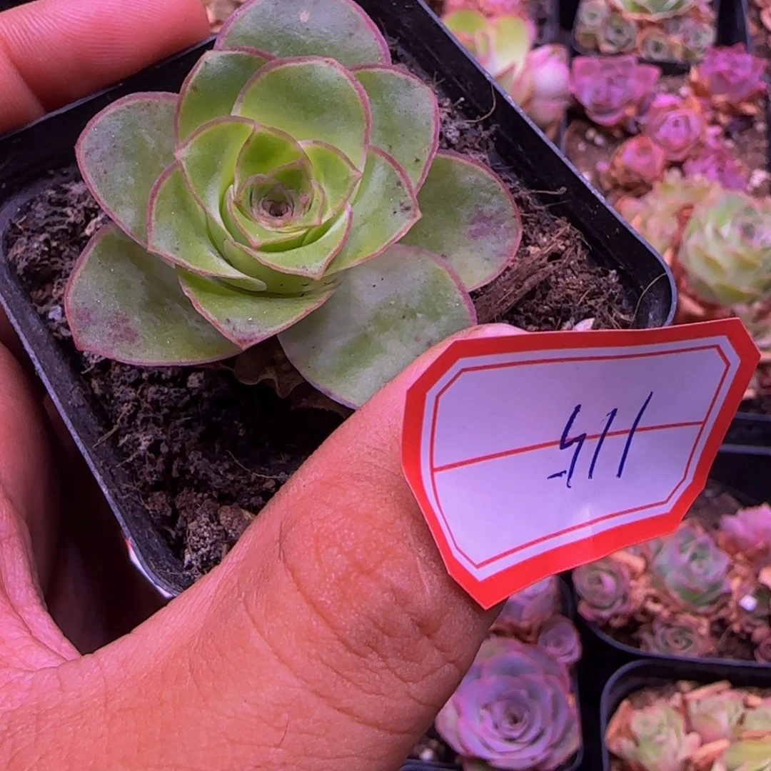 嫣****g115福利12346545545