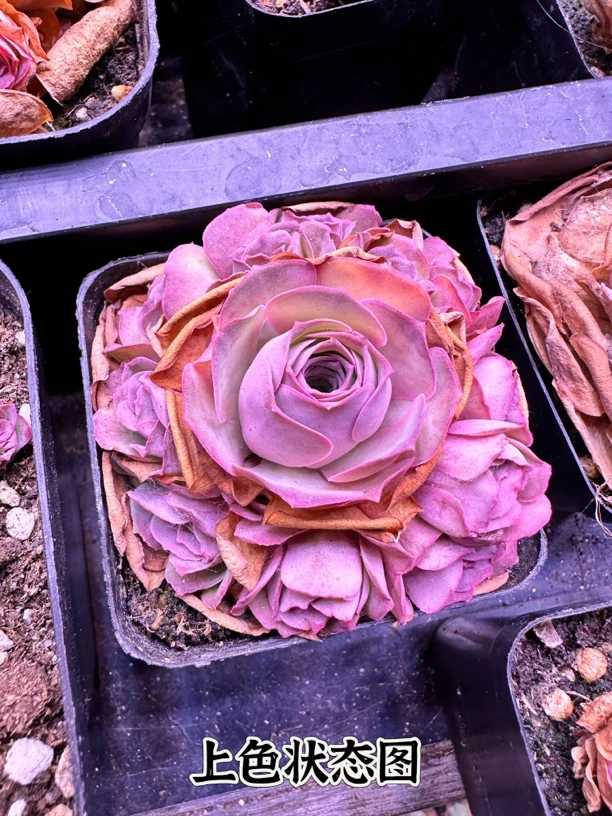 幻紫山地玫瑰捧花量拍