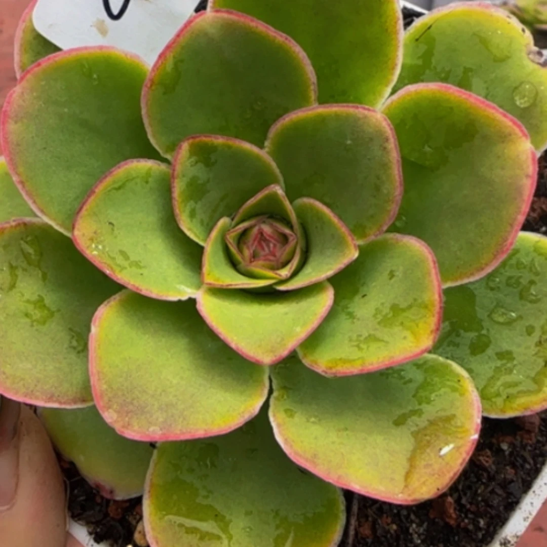 【闪购商品】黄金杂100