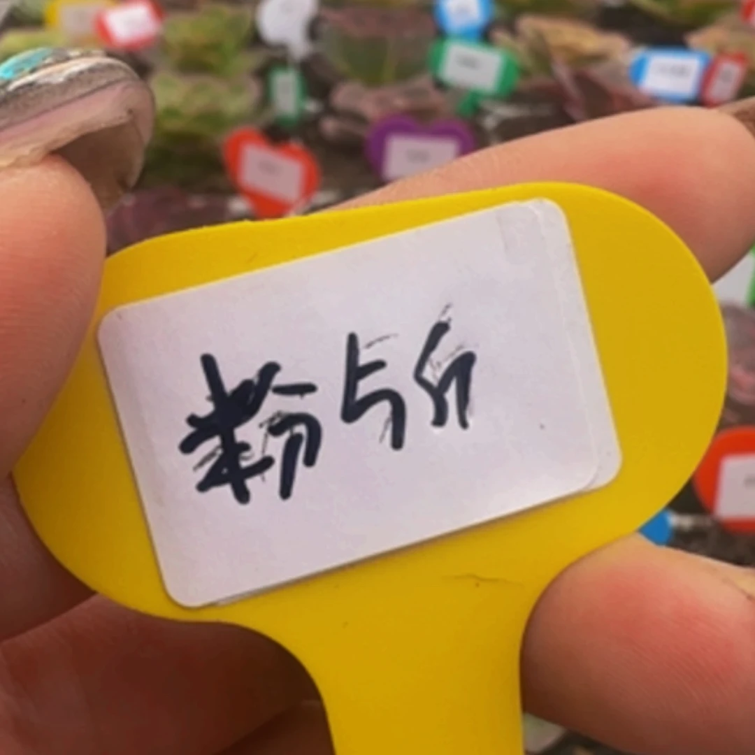 【闪购商品】紫**漪条5斤