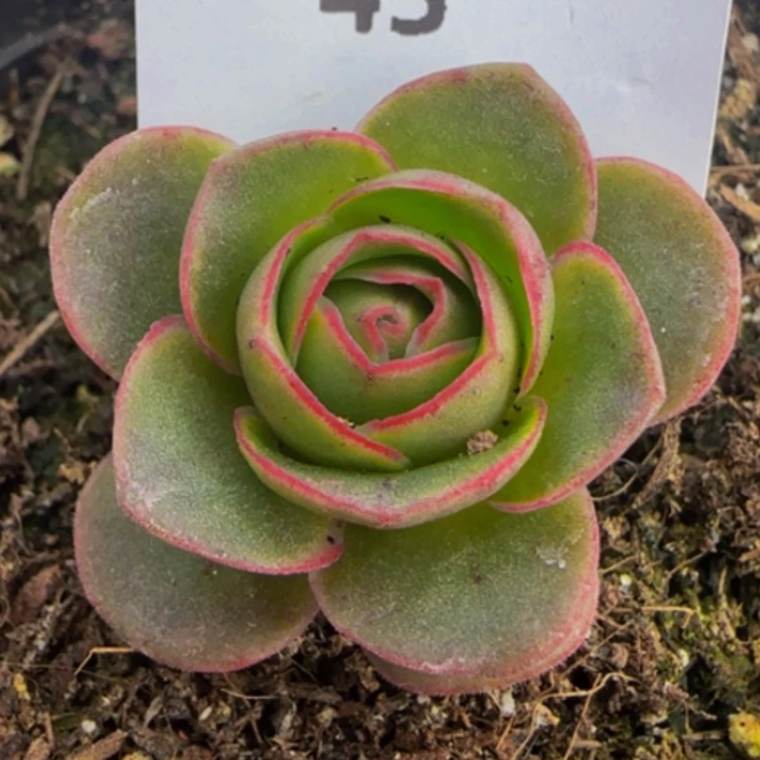 【闪购商品】琼瑶43
