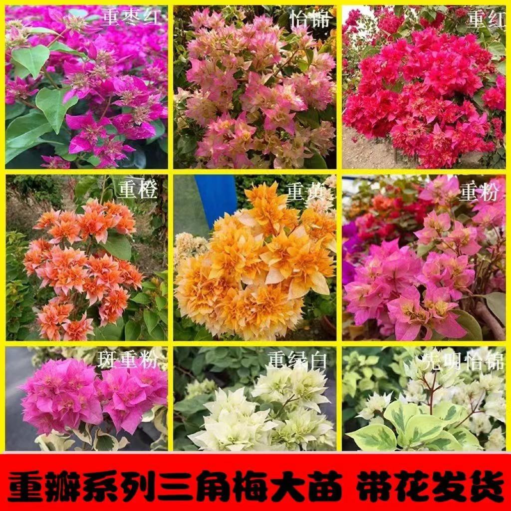4【重瓣系列带花苞】三角梅盆景庭院阳台好养爬藤盆栽四季开花