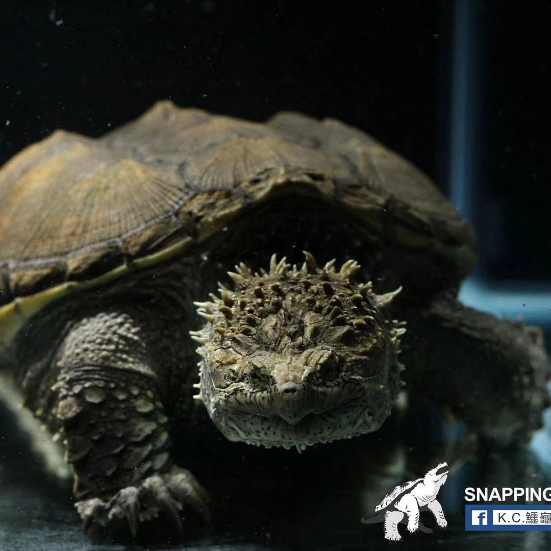 人工合法养殖繁育凶猛爆刺纯佛佛鳄观赏宠物乌龟