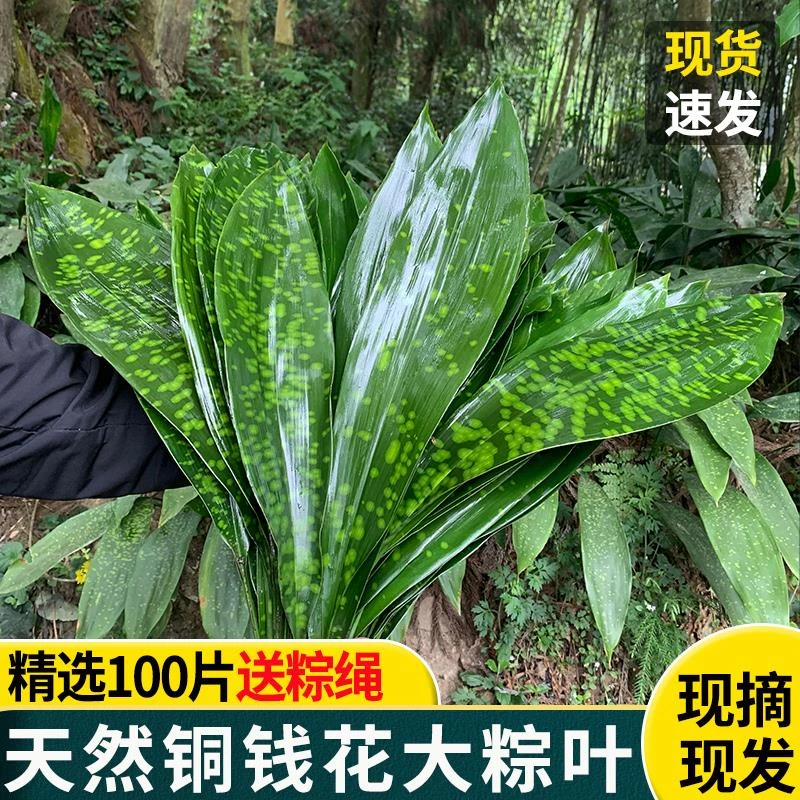 新鲜粽子叶大宽叶四川花粽叶野生新鲜大号峨眉山铜钱花云南花粽叶