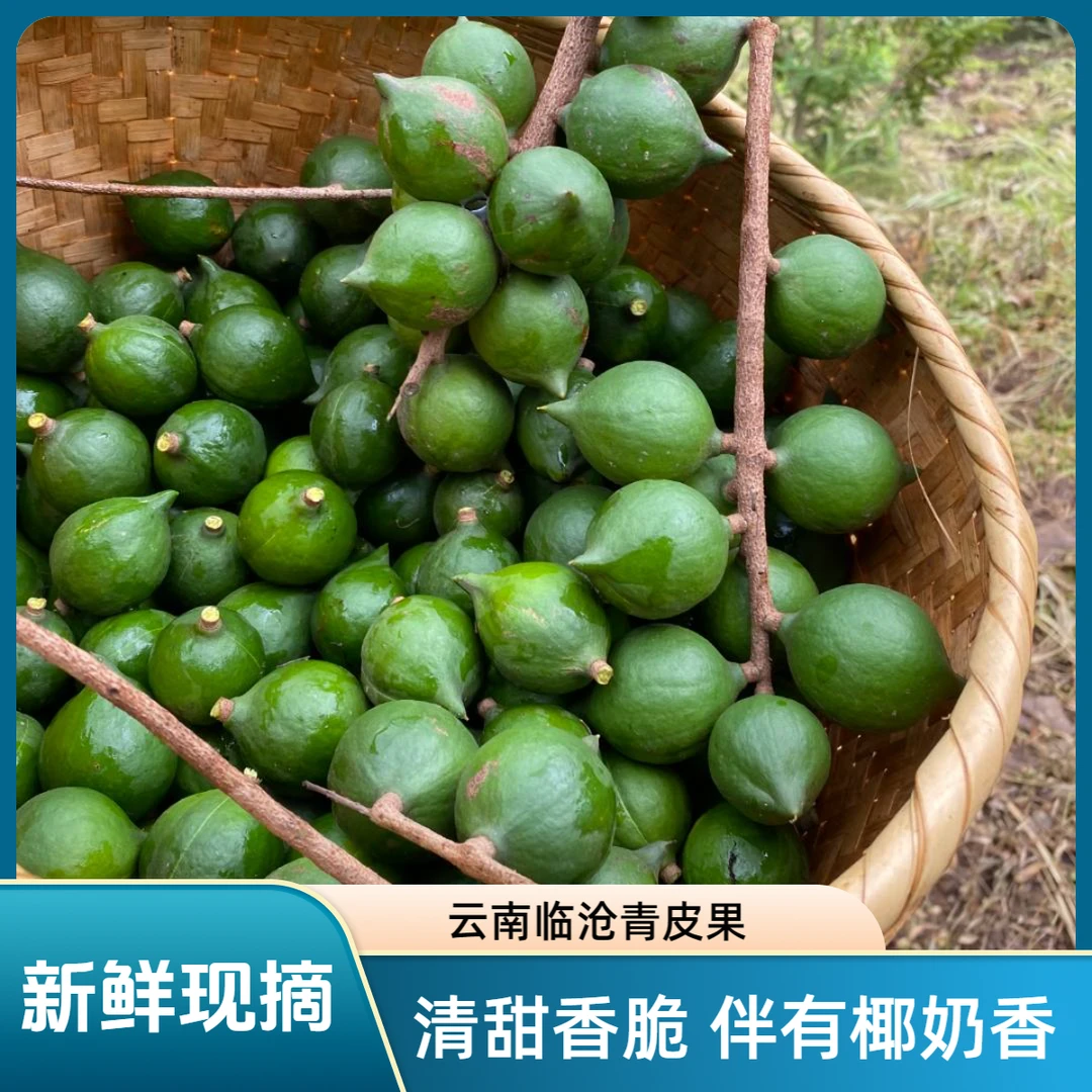 【新鲜夏威夷果 】坚果清甜 椰香奶香 云南临沧 新鲜现摘现发2-9斤