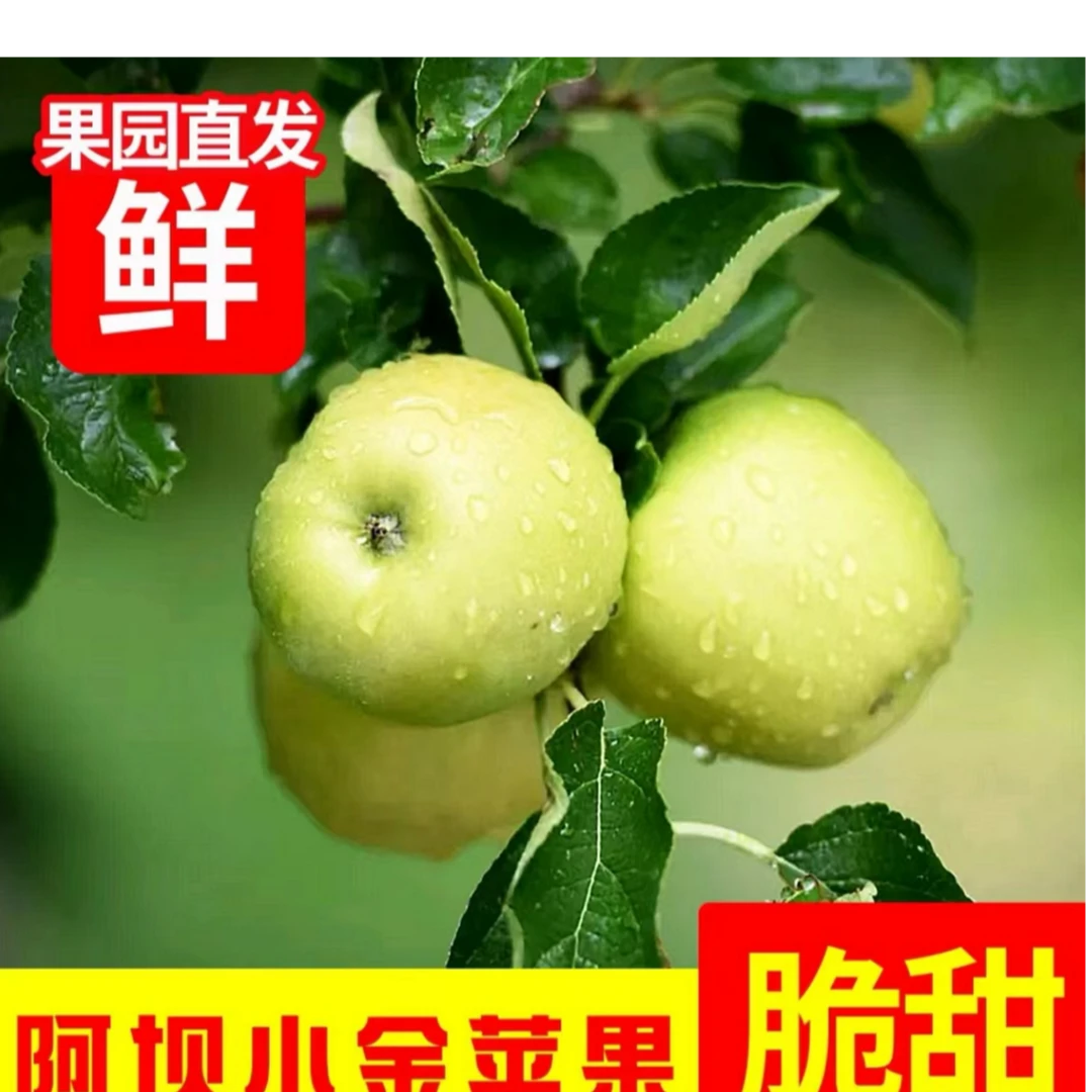 小金县青苹果高海拔生长酸甜可口果园直发现采现发自然营养健康