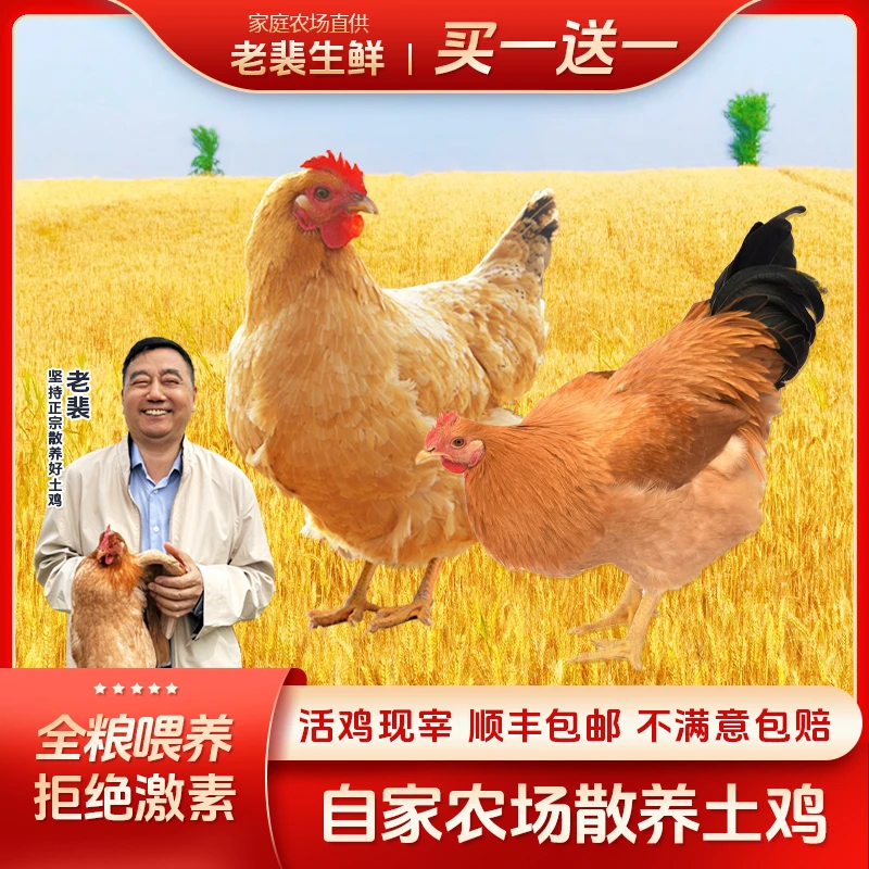 【母子组合】老裴农场散养老母鸡+童子鸡煲汤新鲜美味现杀孩子爱吃