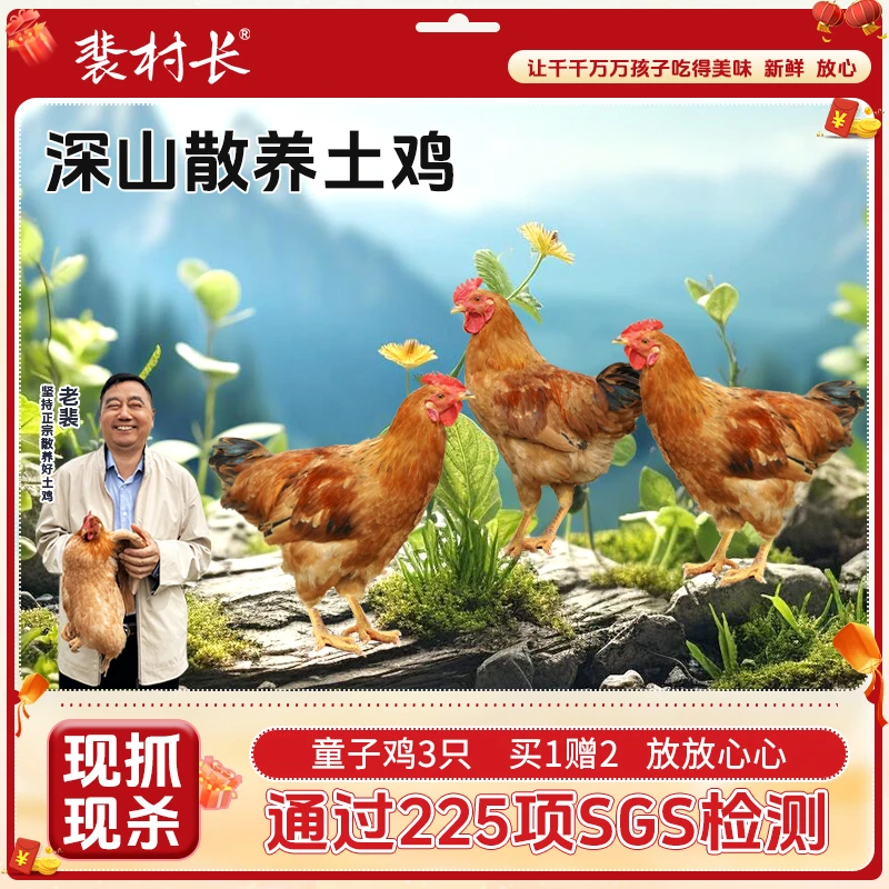 【拍一发三】三只老裴家梨园自种自养散养童子鸡鲜嫩美味