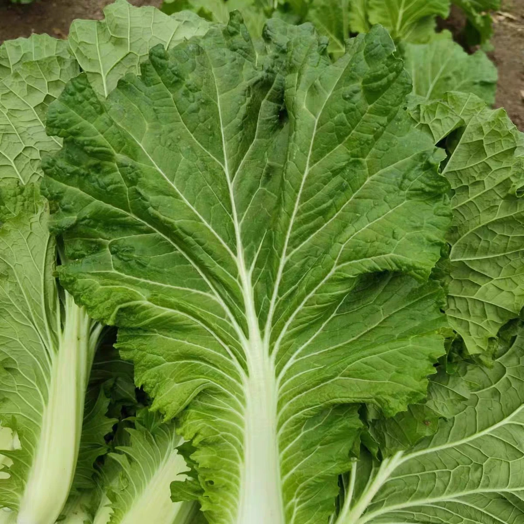 东北秋收大白菜鲜嫩爽口