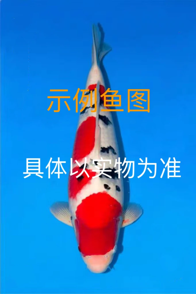 精品小当岁锦鲤鱼