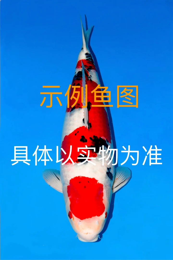 锦鲤精品活体观赏鱼（包邮）