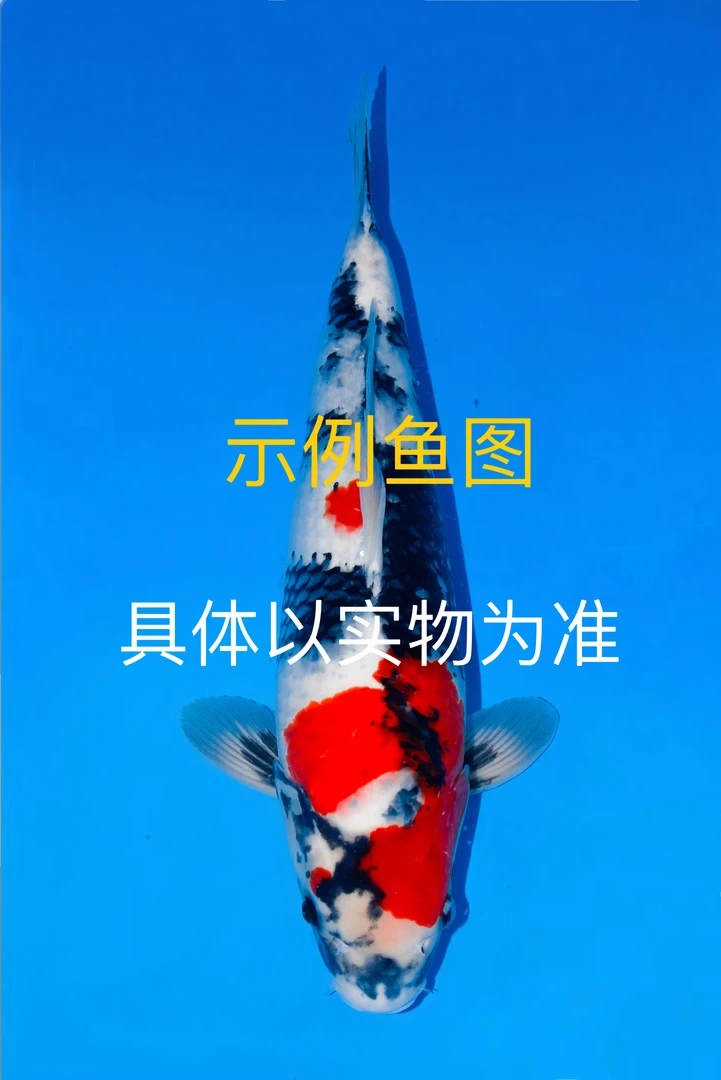 精品锦鲤活体观赏鱼包邮