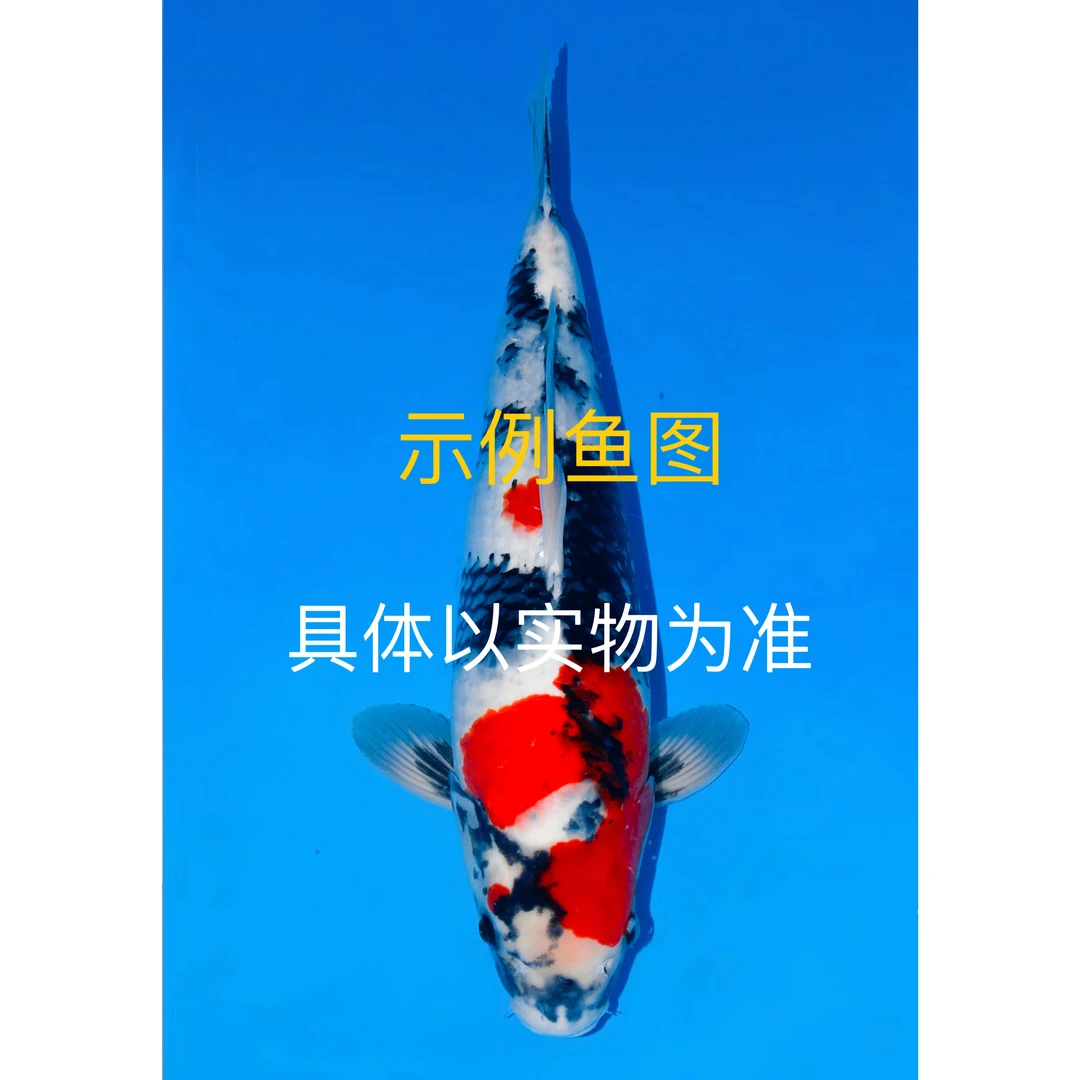 阪井产精品锦鲤活体观赏鱼