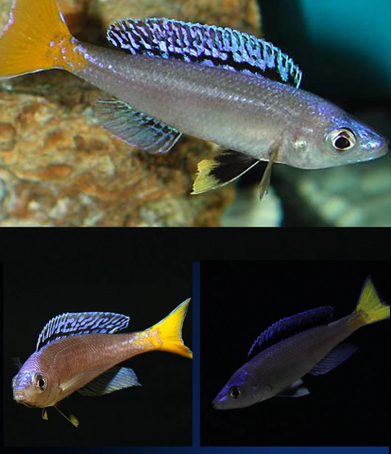 碧程非洲三湖慈鲷 坦湖慈鲷剑莎 M湖剑莎（满200发货）