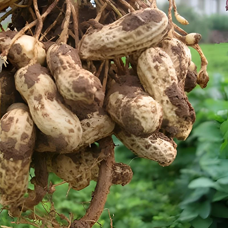现摘现发当季鲜花生农家带壳湿花生粉白皮生花生水煮花生新鲜花生