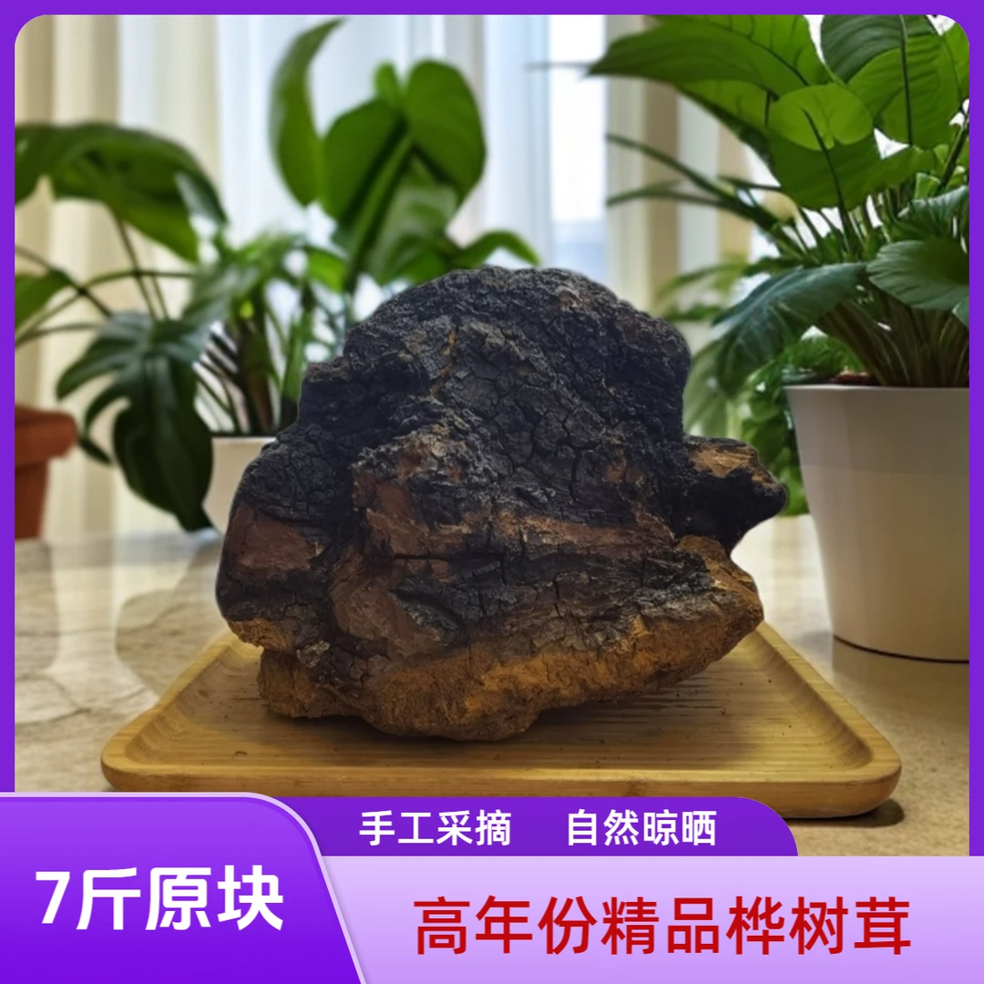 【7斤整块】桦树茸甄选营养年份精品桦褐孔菌3800g手工采摘