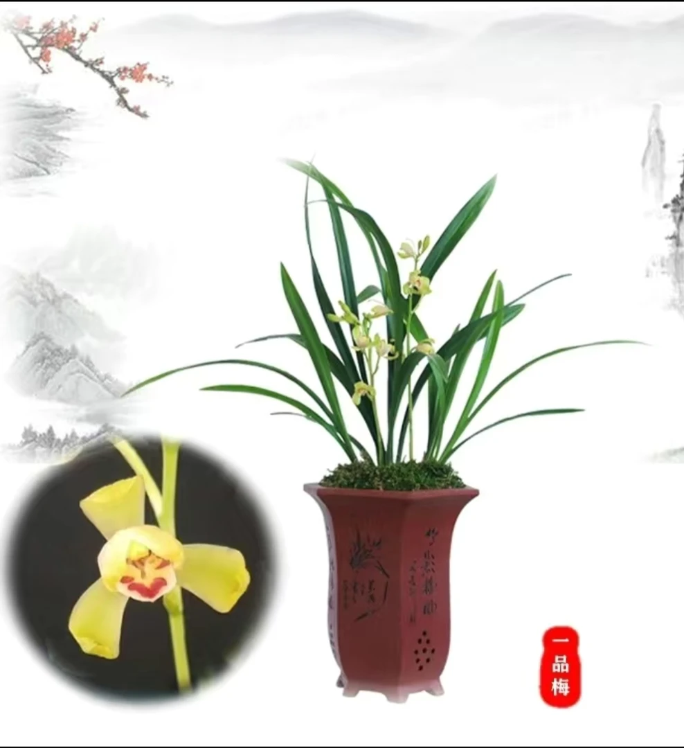 一品梅3-4苗不带花