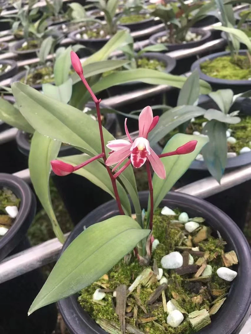 带花苞磨砂兔耳兰花卉室内兰花好养植物春季庭院