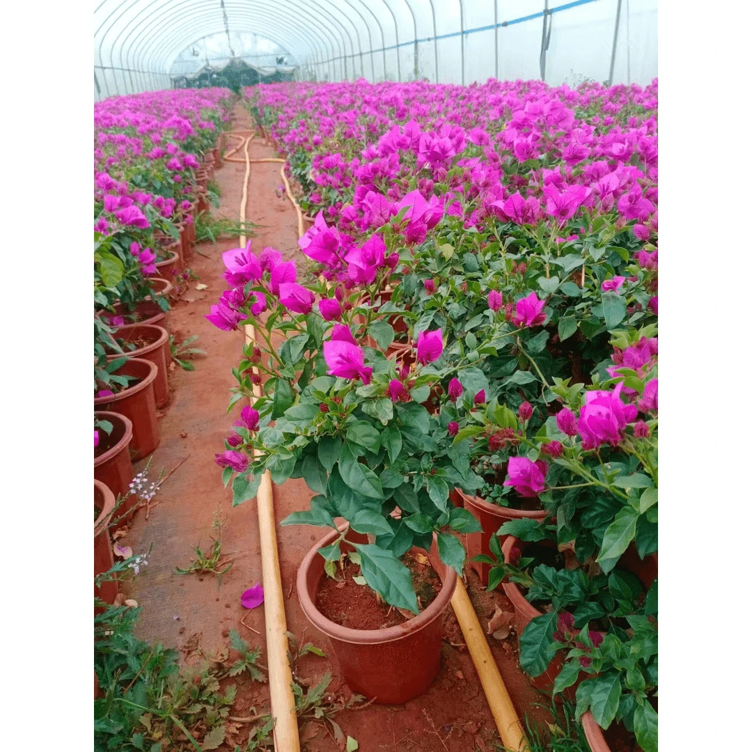养护紫粗杆护心土球发货三角梅可爬藤地栽盆栽【掉花掉叶正常现象】