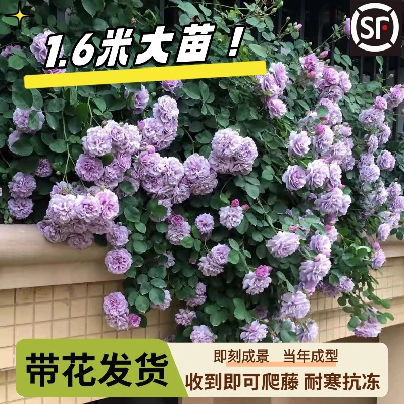 蔷薇花苗爬藤月季四季开花大苗浓香耐寒庭院爬藤植物藤本月季玫瑰