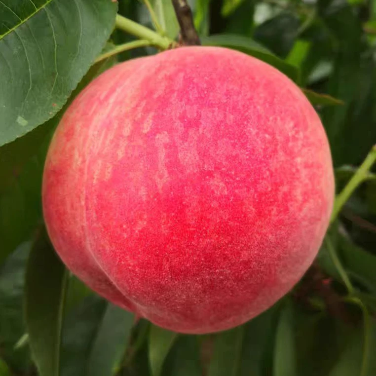 【顺丰包邮】正宗龙泉脆桃红金刚脆甜现摘现发孕妇水果