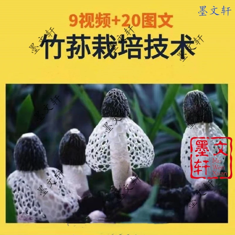 竹荪栽培技术视频教程加人工大棚管理无公害标准化全套种植教课程