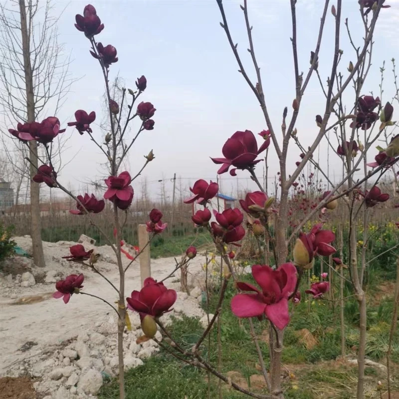 郁金香玉兰花三季开花玉兰树苗白紫红黄玉兰苗矮化玉兰盆栽地栽苗