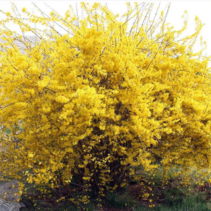 连翘花苗迎春花丛生黄老虎观花树苗庭院地栽金黄植物阳台盆栽花卉