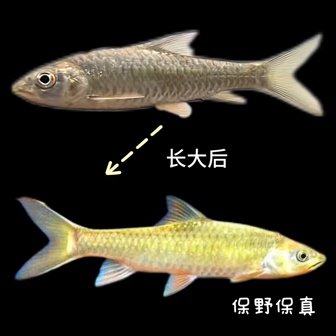 印度古铜金吉罗原生鱼观赏鱼超萌好物