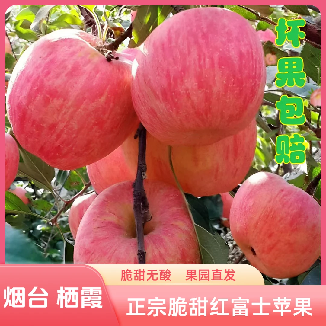 烟台栖霞正宗脆甜红富士苹果脆甜爽口果味醇正高山种植果园直发