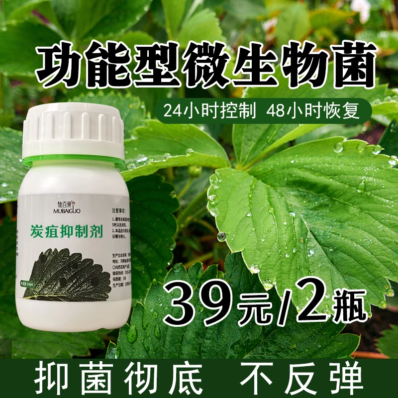 牧百果草莓专用功能型微生物菌剂炭疽炭斑控制不蔓延草莓苗不死