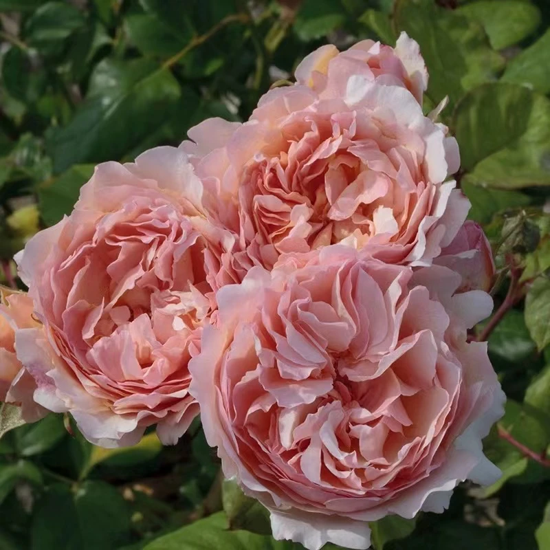 夏琳王妃粉色大花浓香型丰花月季