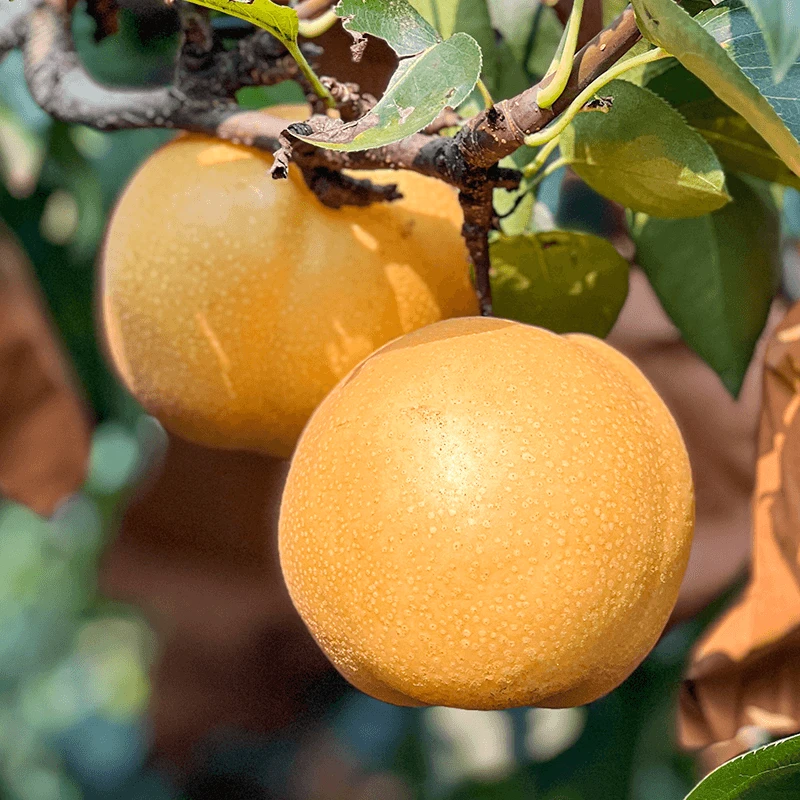 【甄味唻农场】山东莱阳秋月梨4.5斤大果约4-6个