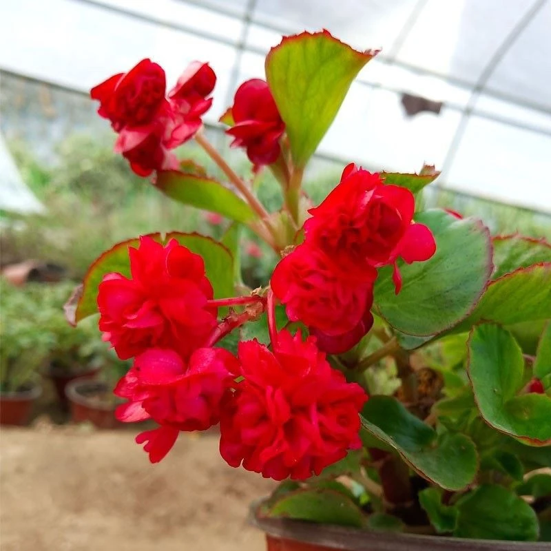 福利特价款 绿叶大红 重瓣球球四季海棠植物阳台大花室内花卉耐寒