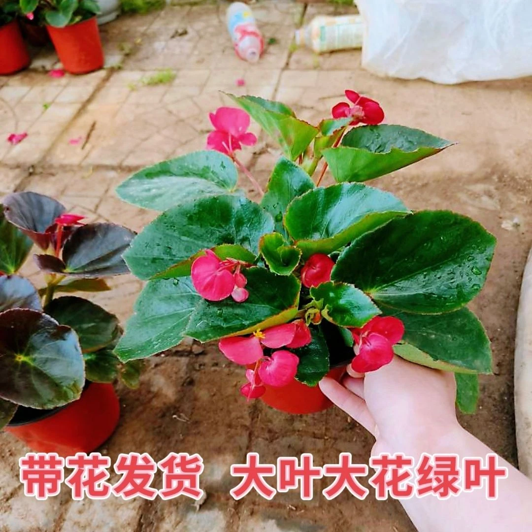大叶大花款玻璃翠四季海棠海棠盆栽大花多年生室外室内阳台庭院